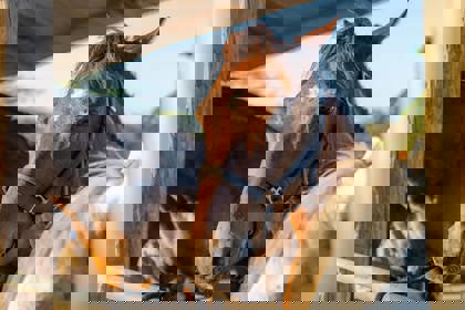 /Aruba_horse_Tours-06.jpg